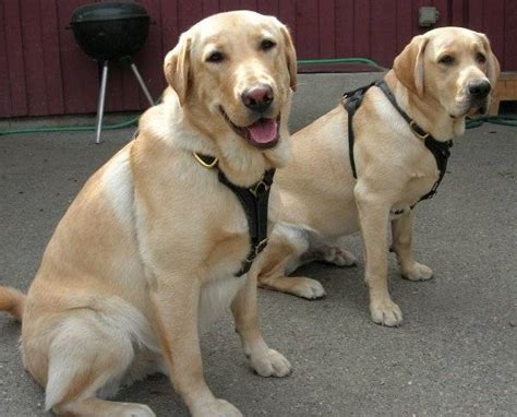 India's kuldeep yadav kuldeep yadav is aware that only consistent performance can get him into india's t20 world cup squad. Image Result For Labrador Retriever In Sri Lanka