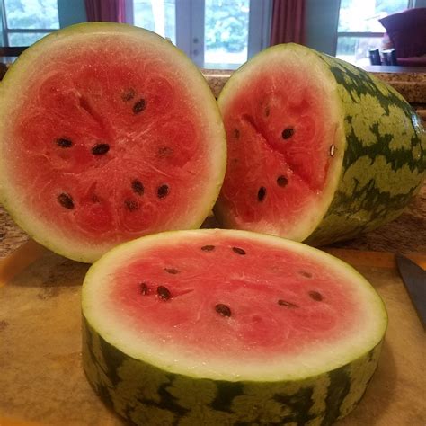 How To Tell When Melons Are Ripe And Ready To Pick The Beginners Garden