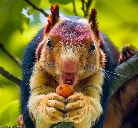 Multi Coloured Giant Squirrel Captured In Stunning Images In India