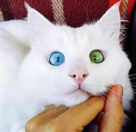16 Photos Showing The Beautiful Mutation That Is Heterochromia