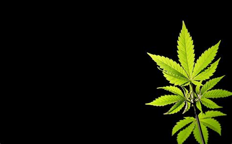 Weed Wallpapers Desktop Wallpaper Cave