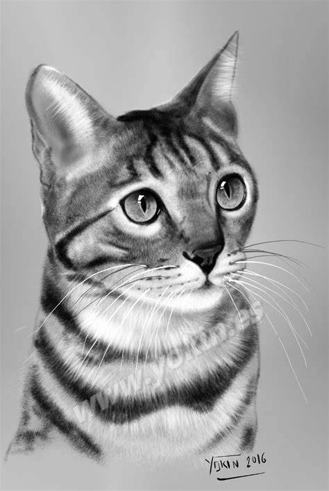 Cómo Dibujar Un Gato A Realista Draw A Realistic Cat With Pencil