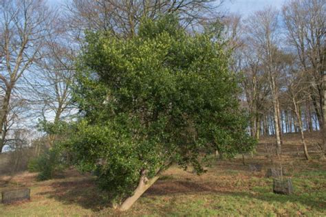 25 Different Types Of Holly Trees With Pictures House Grail