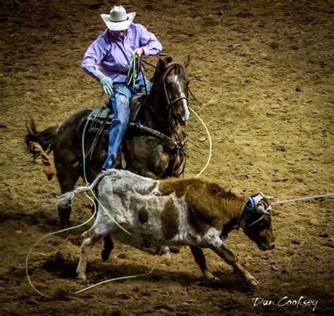 Team Roping Heeler Toss New Mexico Stampede Rodeo Pinterest