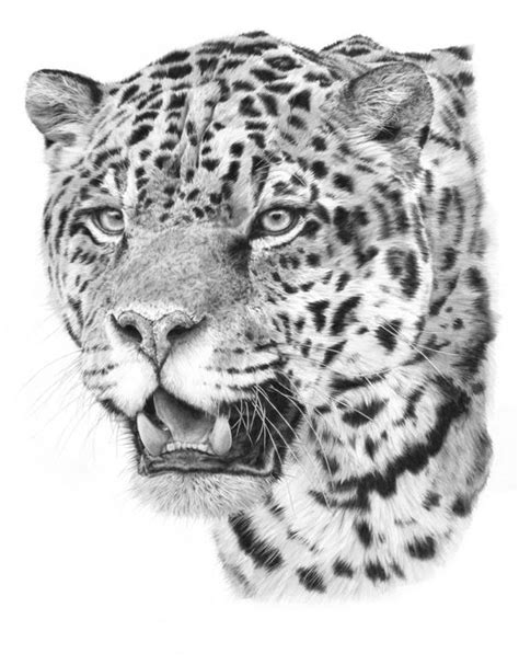 We did not find results for: Jaguar drawing | asap | Pinterest | Drawings, Jaguar and ...