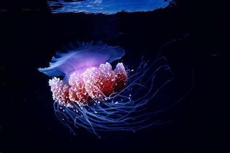 Ten Amazing Bioluminescent Organisms Bioluminescence Deep Sea