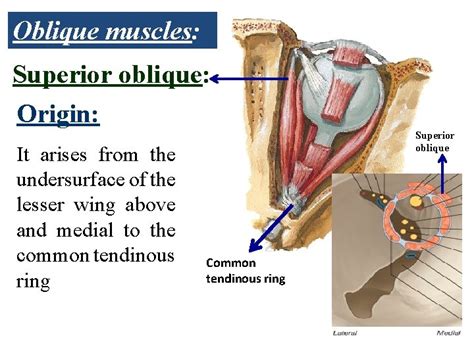 Extraocular Muscles Muscles Of The Orbit They Are