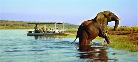 Chobe Safari Lodge Kasane Botswana Discover Africa Safaris