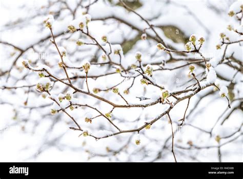 Snow On Cherry Blossom Hi Res Stock Photography And Images Alamy