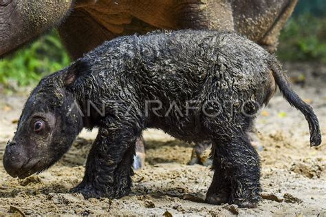 Kelahiran Badak Sumatera Di Suaka Rhino Sumatera Tnwk Antara Foto