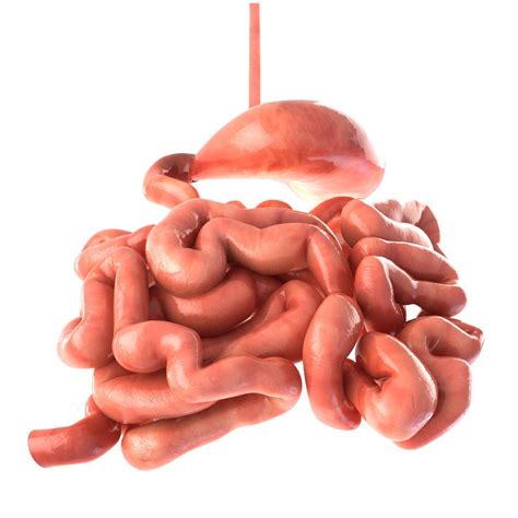 3d Model Stomach And Small Intestine Vr Ar Low Poly