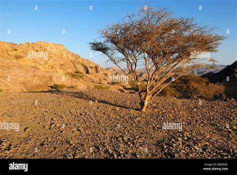 Acacia Tree In A Desert Landscape Hajar Al Gharbi Mountains Al