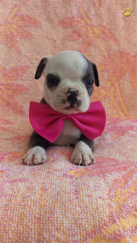 We raise and breed akc boston terriers. Blue Boston Terrier Puppies For Sale - All You Need Infos