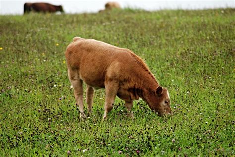 Free Images Grass Field Farm Meadow Prairie Wildlife Cow Herd