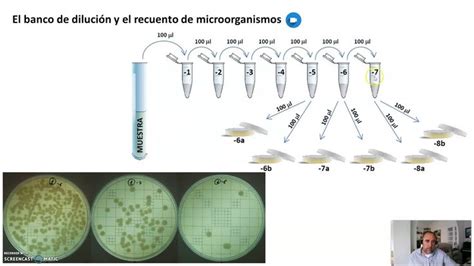 Banco De Diluciones Y Recuento De Bacterias En Placa