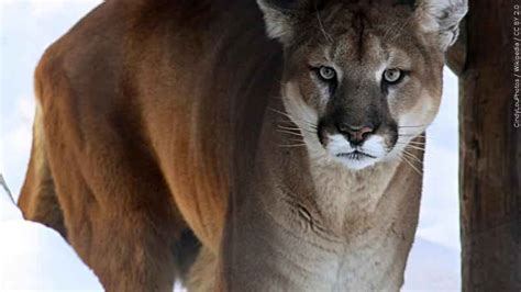Recent Increase In Cougar Sightings Throughout Minnesota