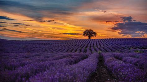 Purple Lavender Field During Sunset 4k Hd Flowers Wallpapers Hd Wallpapers Id 51547