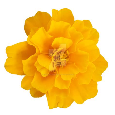 Yellow Flower Png Picture 2229572 Yellow Flower Png
