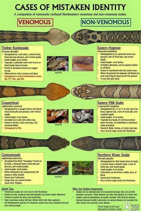 Us Guide To Venomous Snakes And Their Mimics Common Sense Evaluation
