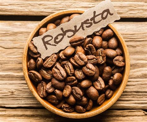 robusta coffee