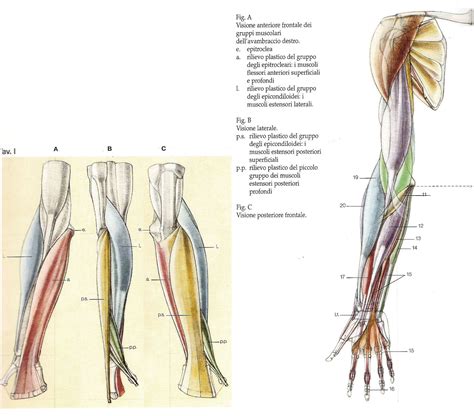 The skeleton is divided into 2 anatomic regions: Pin by Igor Lima on Arm Anatomy in 2020 | Arm anatomy, Human anatomy drawing, Design reference