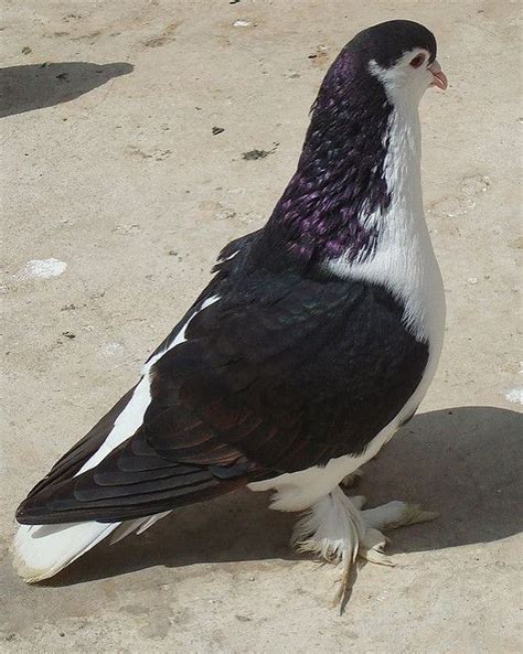 Black Lahore Pigeon Lahore Pigeon Cute Pigeon Pigeon Breeds