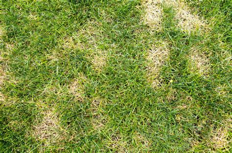 During winter and fall, you will need to adjust the mowing height to 3 inches. What is Dethatching (and Does My Lawn Need It)? | Ambrosio Landscapes