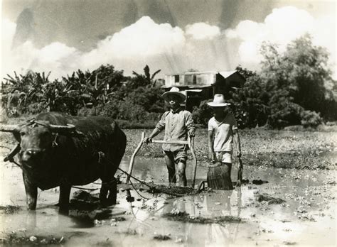 Rice Farmers In The Philippines
