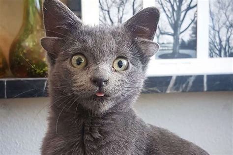 Cat With 4 Ears Named Midas Becomes Instagram Sensation