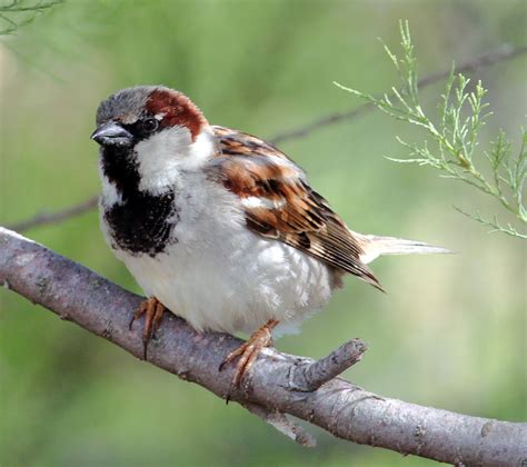 Another Bird Blog House Sparrows Who Cares