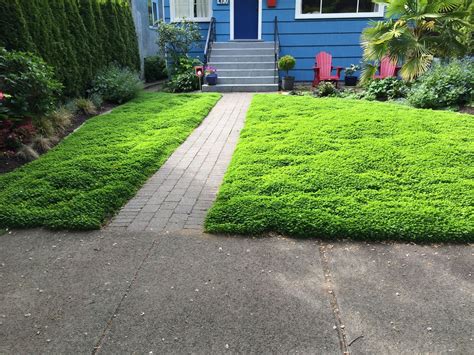 Micro Clover Lawn Alternative Level Ground Landscape