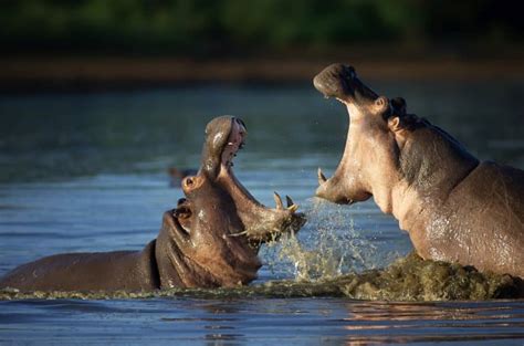 15 Hippopotamus Facts Fact Animal