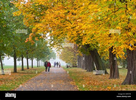 Autumnal Trees Hyde Park London England Uk Stock Photo Alamy