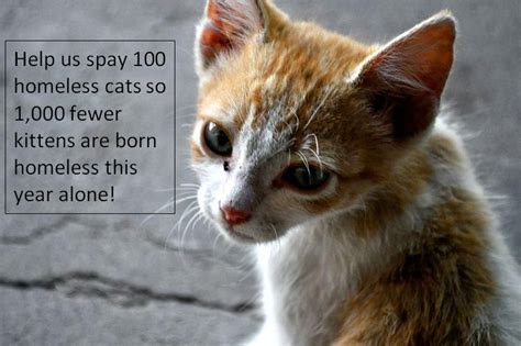 Generally, spayed and neutered pets live. #cats #kittens #animals #pets #spay #neuter #rescue #save ...