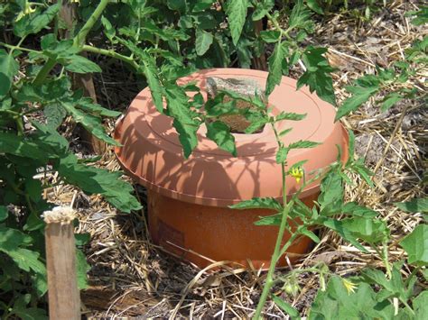Worm Tower In Veggie Garden The Tower Is A Bucket With Holes Drilled In The Sides We Place