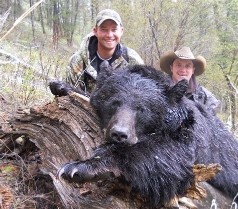 Idaho Bear Hunting Black Bear Hunting In Idaho Idaho Spring Bear