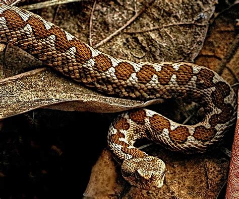 Encyclopaedia Of Babies Of Beautiful Wild Animals Snakes Attacks