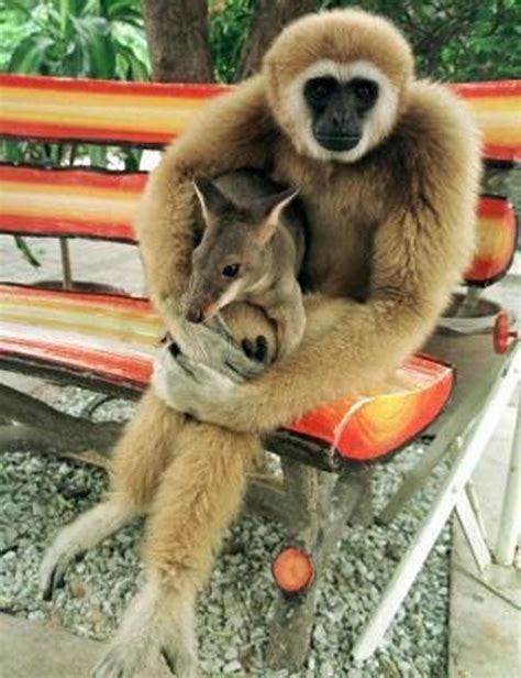 Awesome Photos Of Best Monkey Friends