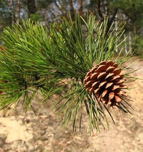 60 Different Types Of Pine Trees With Names And Pictures