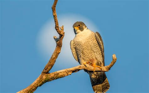 Peregrine Falcon Audubon Field Guide