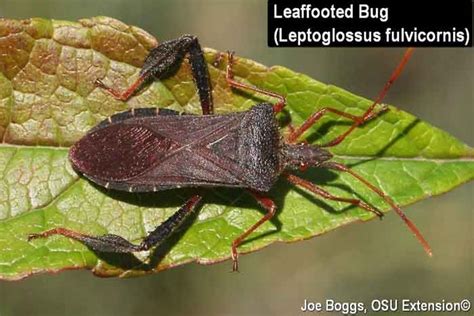 What Does A Stink Bug Look Like Pictures And Look Alikes Pestbugs
