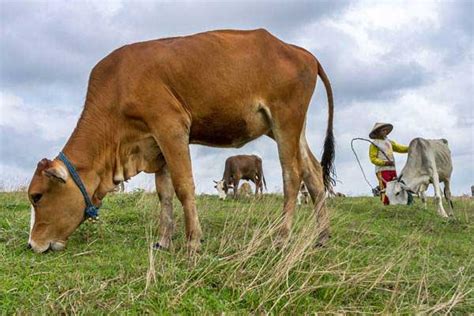 Ribuan Ternak di Sumba Barat Daya Ditanami Microchip - Bali - Bisnis.com