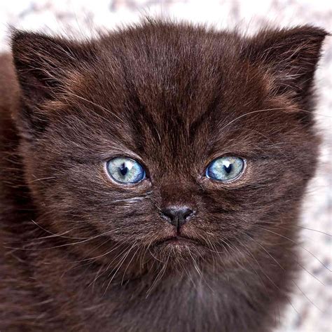 Blue Haired Cat Why Are British Shorthair Cats So Expensive Poc