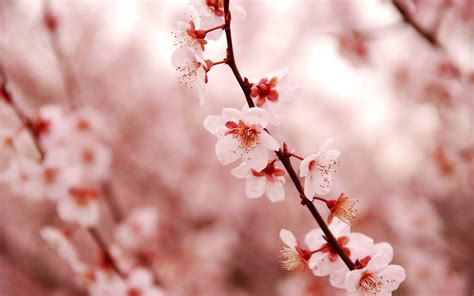 Nawaki (縄樹 nawaki) was a genin from konohagakure's senju clan. Cherry Blossom Desktop Wallpapers - Wallpaper Cave