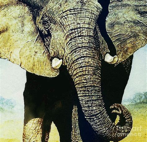 Elephant Close Up Painting By Hartmut Jager Fine Art America