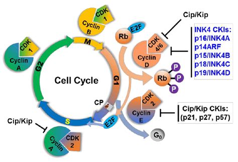 Cyclin Dependent Kinase Inhibitors Ckis Are Regulators Of The Cell