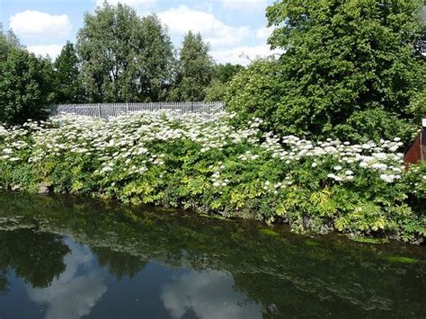 Hogweed Gordon Joly White Flowers At River Bank River Bank Master
