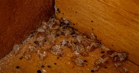 Bed Bug Casings Shells And Skin What You Need To Know The News God