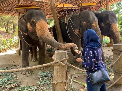 I'm going to show you the best elephant trekking on phuket thailand! KokChang Safari Elephant Trekking (Kata Beach) - 2021 All ...