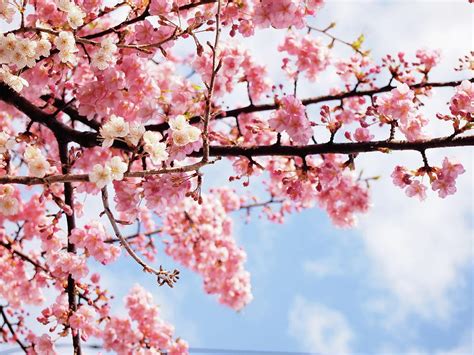 Cherry Blossoms Under Blue Sky Photograph By Neconote